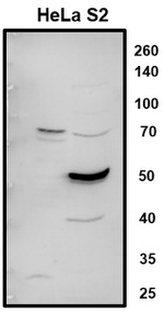 LARP7 Antibody in Western Blot (WB)