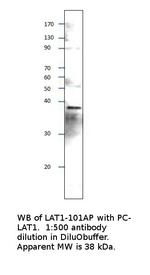 LAT Antibody in Western Blot (WB)