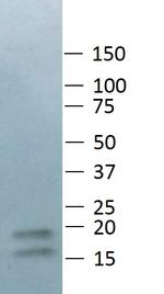 LC3B Antibody in Western Blot (WB)