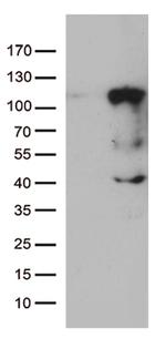 LCA5 Antibody in Western Blot (WB)