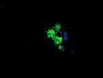 LCMT1 Antibody in Immunocytochemistry (ICC/IF)