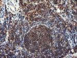 LCMT1 Antibody in Immunohistochemistry (Paraffin) (IHC (P))