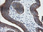 LCMT1 Antibody in Immunohistochemistry (Paraffin) (IHC (P))