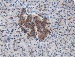 LCMT1 Antibody in Immunohistochemistry (Paraffin) (IHC (P))