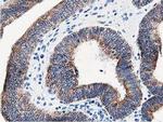 LCMT1 Antibody in Immunohistochemistry (Paraffin) (IHC (P))