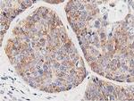 LCMT1 Antibody in Immunohistochemistry (Paraffin) (IHC (P))