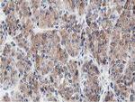 LCMT1 Antibody in Immunohistochemistry (Paraffin) (IHC (P))