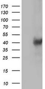 LCMT1 Antibody in Western Blot (WB)