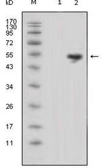 LCN1 Antibody in Western Blot (WB)