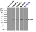 LDHA Antibody in Immunoprecipitation (IP)
