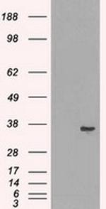 LDHA Antibody in Western Blot (WB)