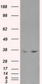 LDHA Antibody in Western Blot (WB)