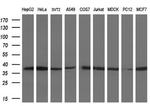 LDHA Antibody in Western Blot (WB)