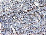 LDLRAP1 Antibody in Immunohistochemistry (Paraffin) (IHC (P))