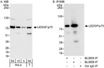 LEDGF/p75 Antibody in Western Blot (WB)