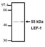 LEF1 Antibody in Western Blot (WB)