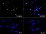 LEF1 Antibody in Immunocytochemistry (ICC/IF)