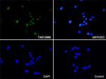 LEF1 Antibody in Immunocytochemistry (ICC/IF)