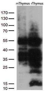 LEF1 Antibody in Western Blot (WB)