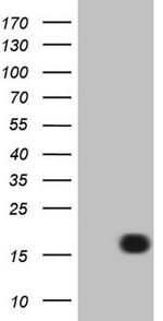 LELP1 Antibody in Western Blot (WB)