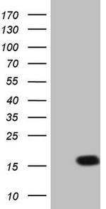 LELP1 Antibody in Western Blot (WB)