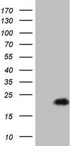 LELP1 Antibody in Western Blot (WB)