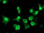 LENG1 Antibody in Immunocytochemistry (ICC/IF)