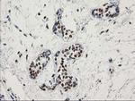 LENG1 Antibody in Immunohistochemistry (Paraffin) (IHC (P))