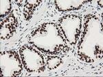 LENG1 Antibody in Immunohistochemistry (Paraffin) (IHC (P))