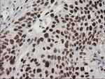 LENG1 Antibody in Immunohistochemistry (Paraffin) (IHC (P))