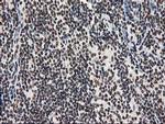 LENG1 Antibody in Immunohistochemistry (Paraffin) (IHC (P))