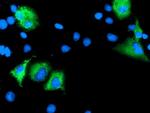 LEPRE1 Antibody in Immunocytochemistry (ICC/IF)