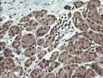 LEPRE1 Antibody in Immunohistochemistry (Paraffin) (IHC (P))