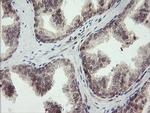 LEPRE1 Antibody in Immunohistochemistry (Paraffin) (IHC (P))