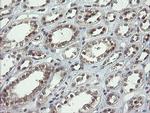 LEPRE1 Antibody in Immunohistochemistry (Paraffin) (IHC (P))