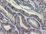 LEPRE1 Antibody in Immunohistochemistry (Paraffin) (IHC (P))