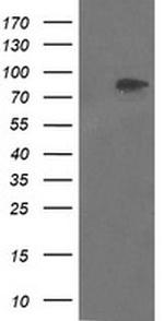 LEPRE1 Antibody in Western Blot (WB)