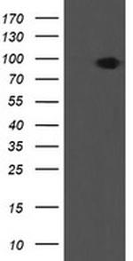 LEPRE1 Antibody in Western Blot (WB)