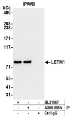 LETM1 Antibody in Western Blot (WB)