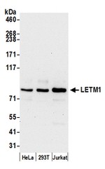 LETM1 Antibody in Western Blot (WB)