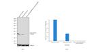 p38 MAPK Antibody in Western Blot (WB)