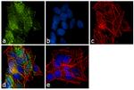 Ubiquitin Antibody in Immunocytochemistry (ICC/IF)