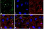 p38 MAPK Antibody in Immunocytochemistry (ICC/IF)