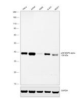 p38 MAPK Antibody in Western Blot (WB)