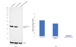 p38 MAPK Antibody