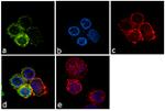 IKK beta Antibody in Immunocytochemistry (ICC/IF)