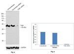 TAB1 Antibody