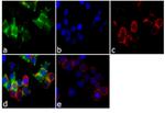 SHP-1 Antibody in Immunocytochemistry (ICC/IF)