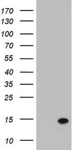 LGALS2 Antibody in Western Blot (WB)