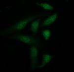 LGALS3 Antibody in Immunocytochemistry (ICC/IF)